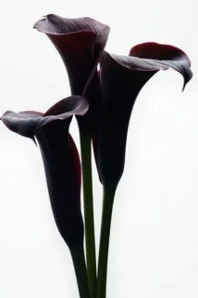 Black calla lilies