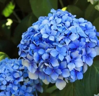 Blue Hydrangeas