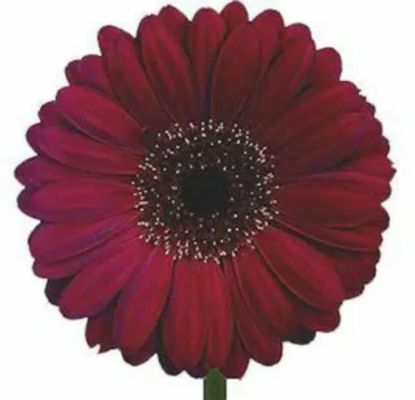 Burgundy Gerbera Daisies