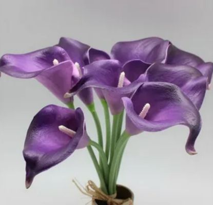 Dark Purple Calla Lilies