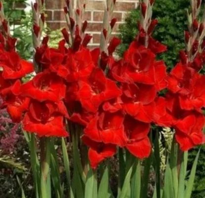 red gladiolus