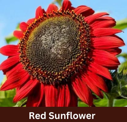 Red Sunflowers