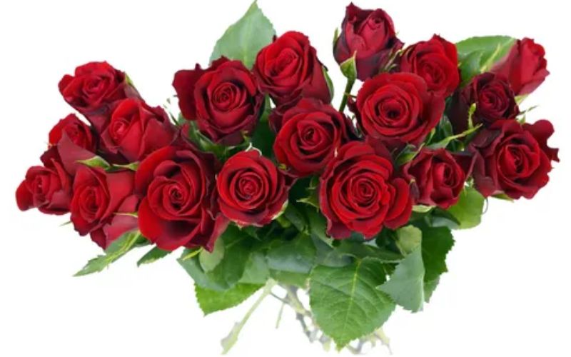 Red roses