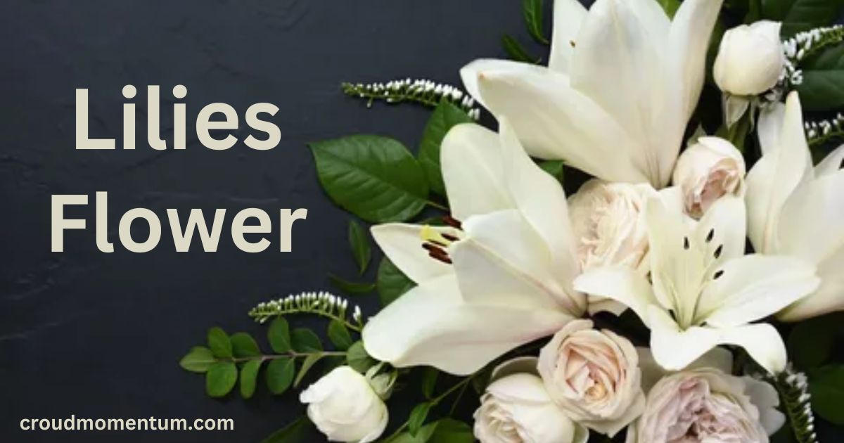 Are Lilies Really Just Funeral Flowers Discover the Truth!