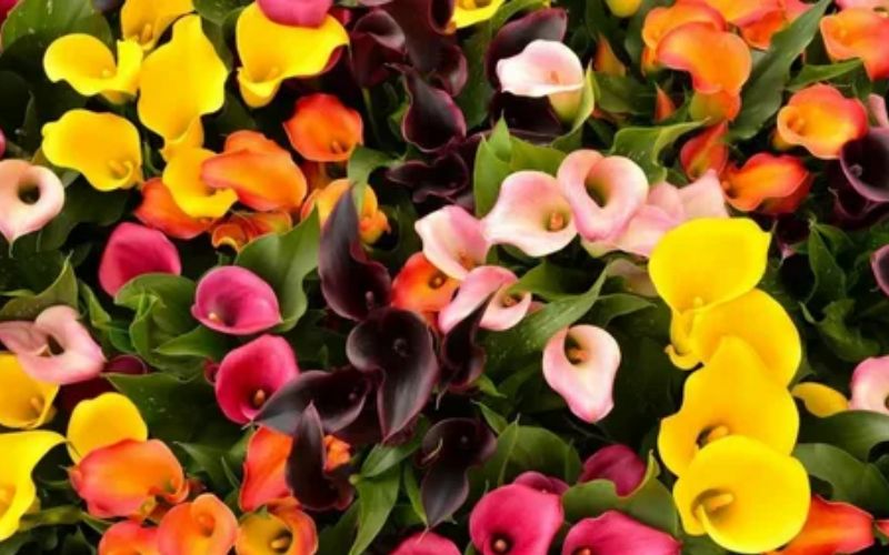 Calla lilies