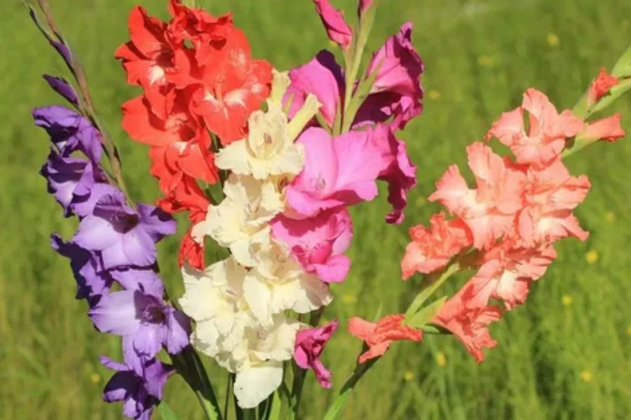 Gladioli