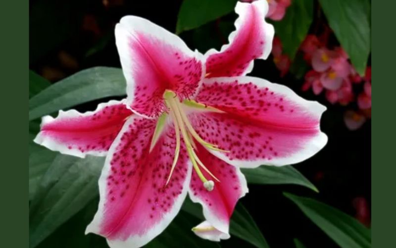 Oriental lilies