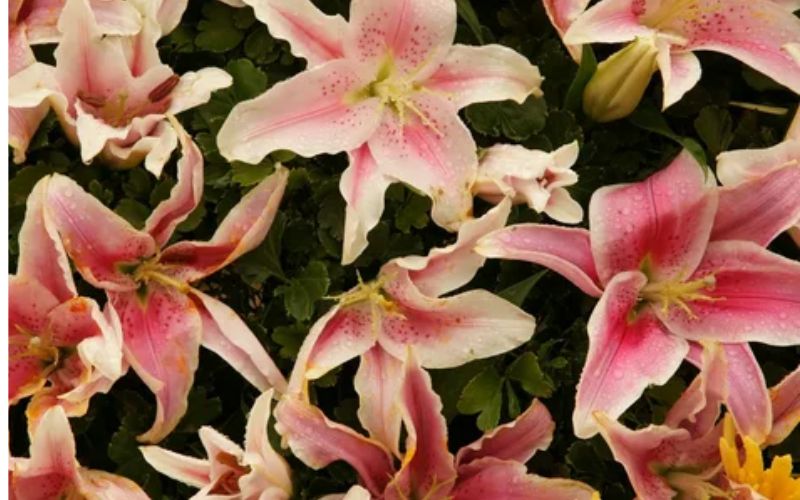 Stargazer lilies