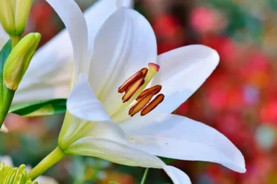 White lilies