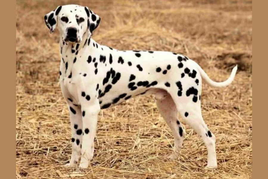 Dalmatian