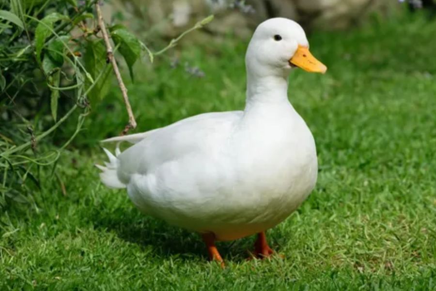 Duck