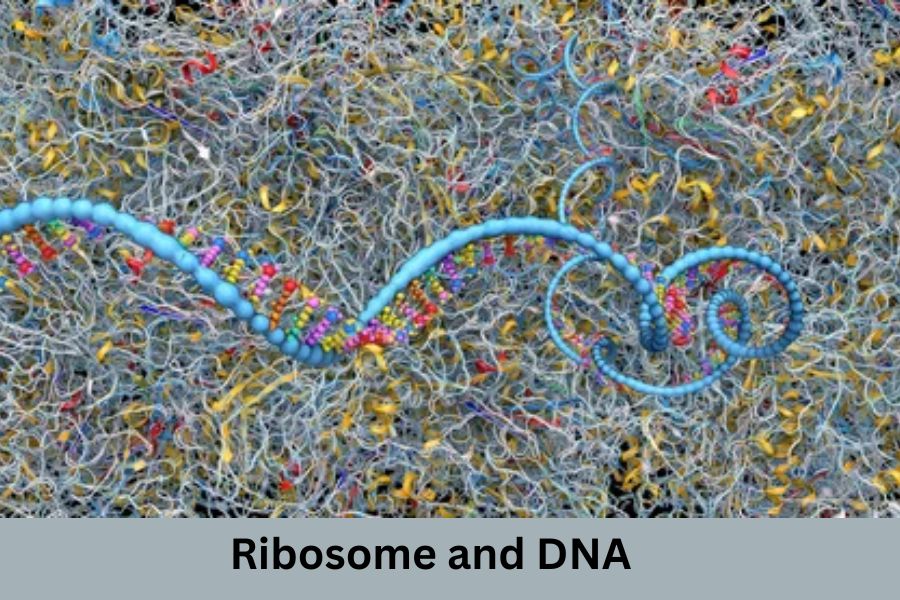 Ribosome and DNA