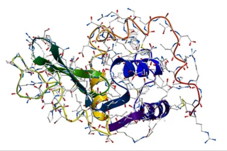 Ribosome and Enzyme