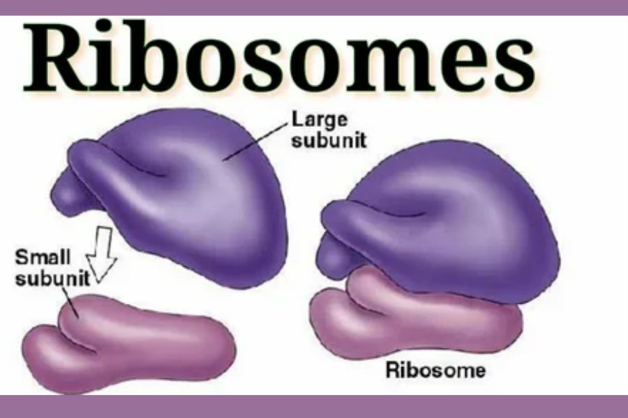 Ribosome