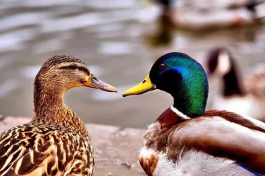 Romantic Duck 