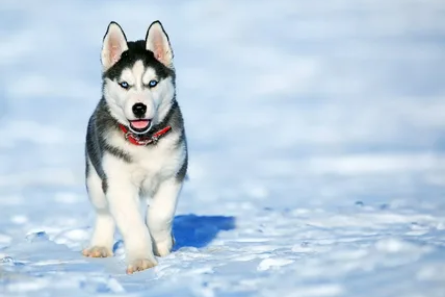  Siberian Husky