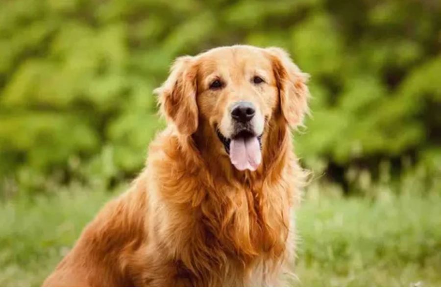 golden retriever