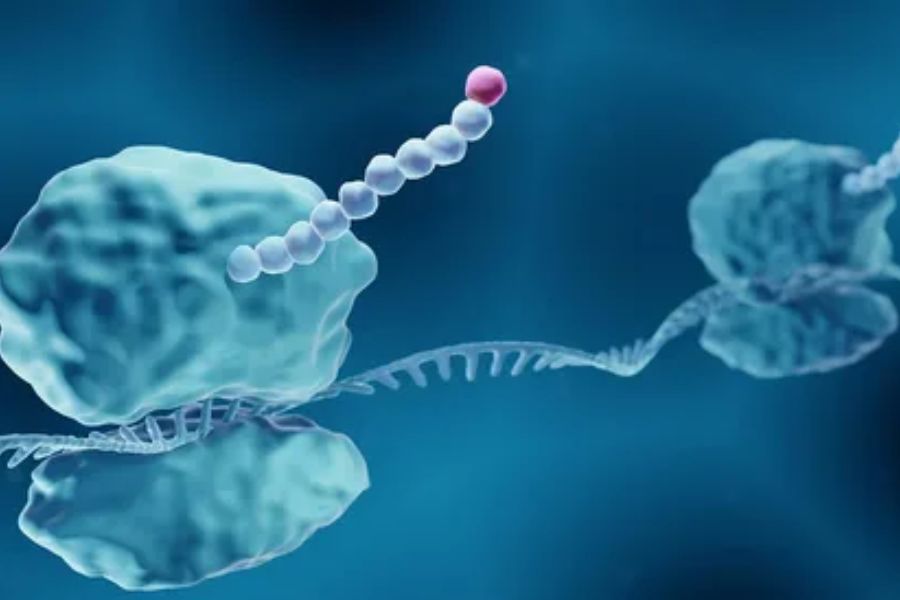 mRNA and Ribosome