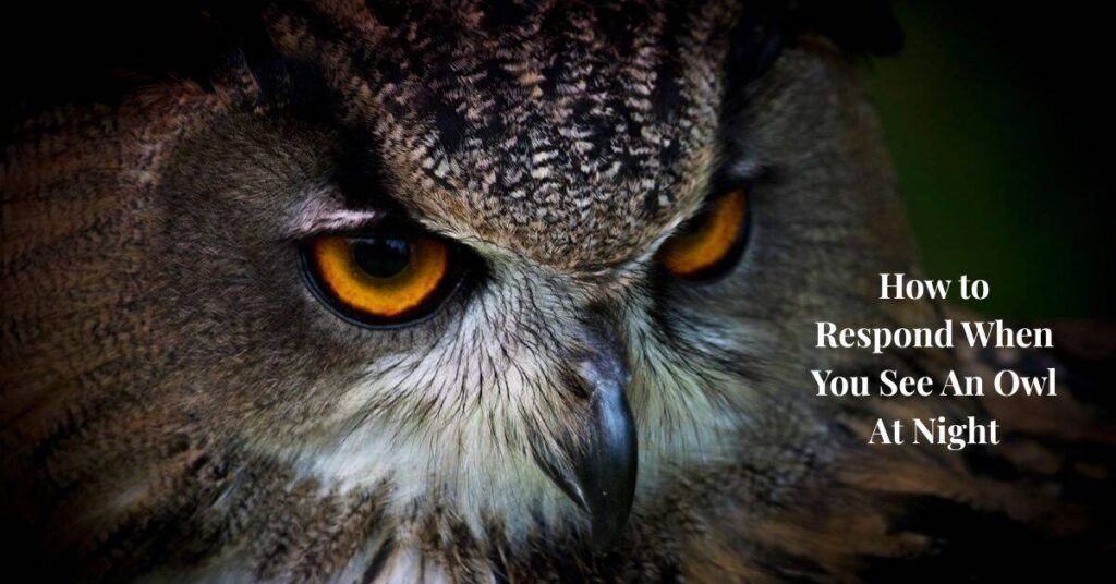how-to-respond-when-you-see-an-owl-at-night