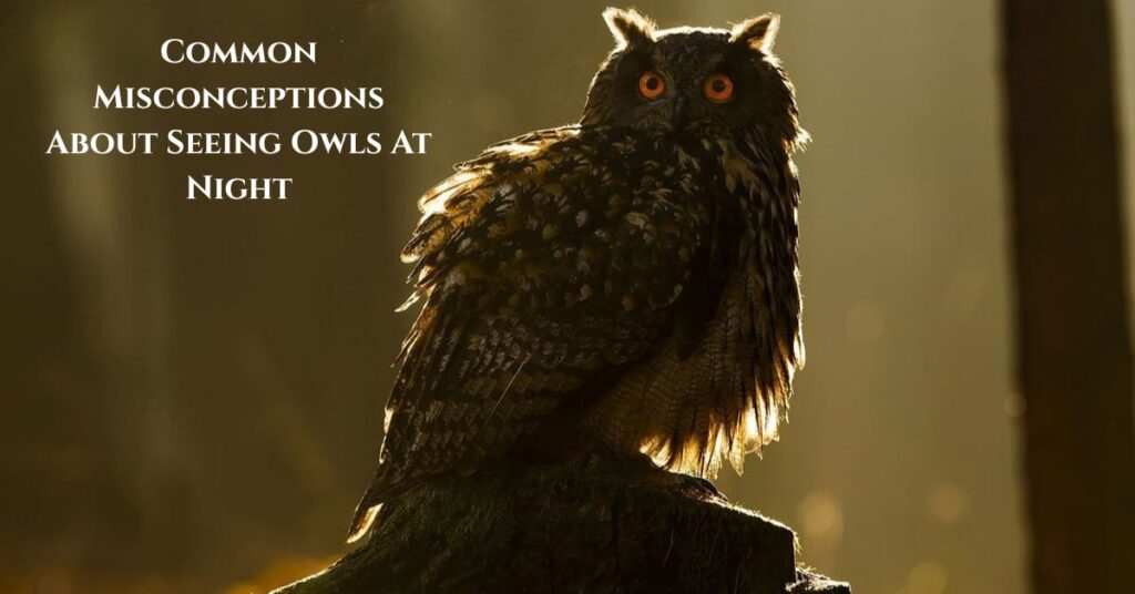 misconceptions-about-seeing-owls-at-night