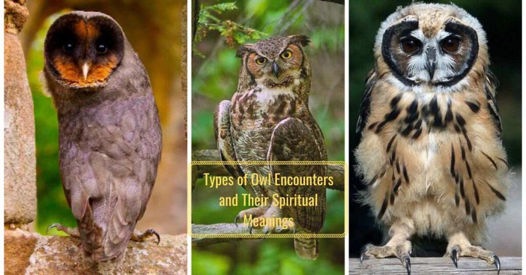 types-of-owl-encounters-and-their-spiritual-meanings