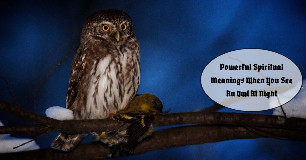 when-you-see-an-owl-at-night