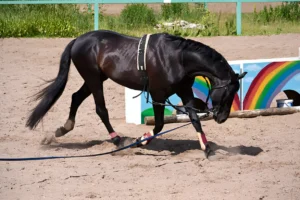 Creative Ways to Use Cavaletti for Horse Training