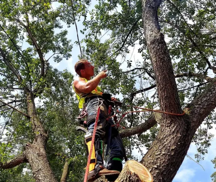 Why Some Seasons Are Better for Tree Trimming and When to Avoid It